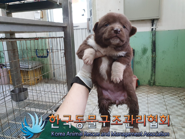 한국동물구조관리협회_441409202300679